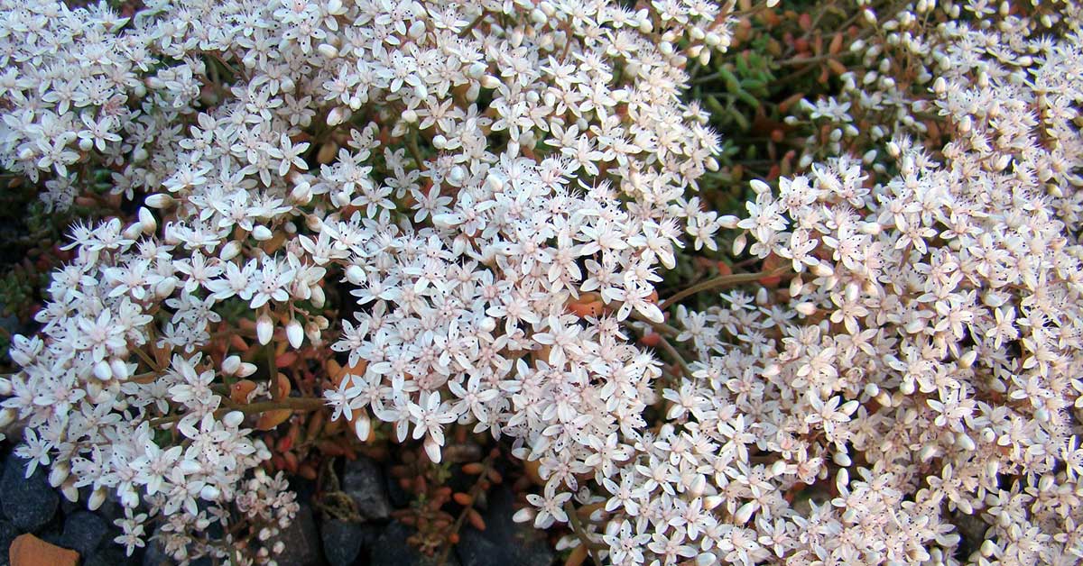 centella asiatica