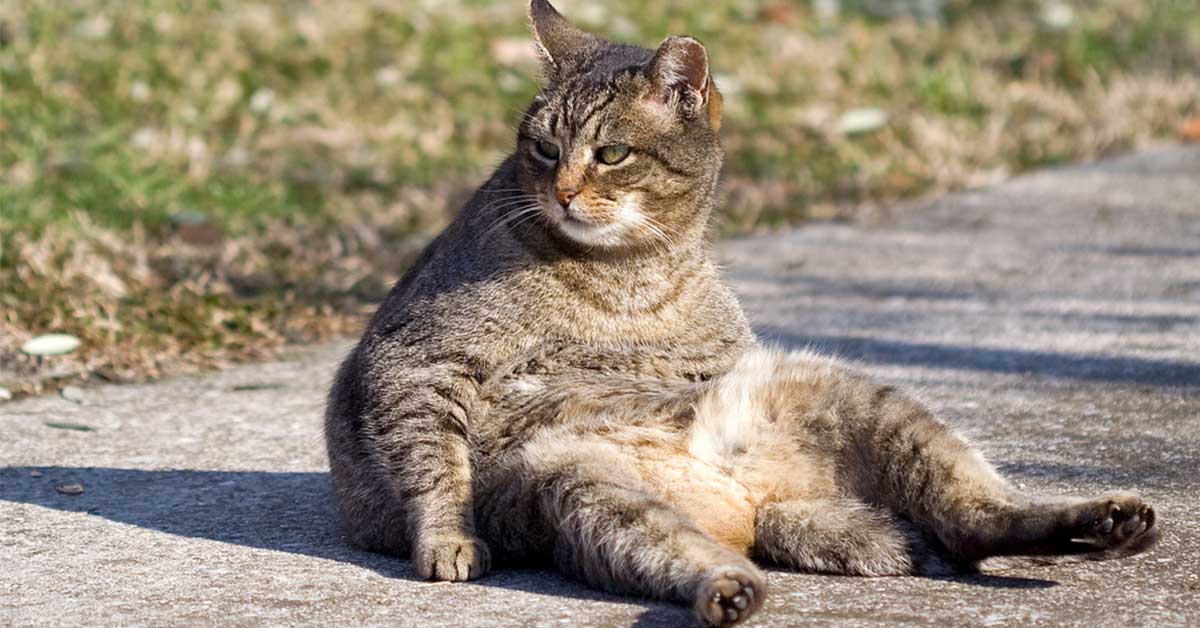 Cosa causa la cellulite