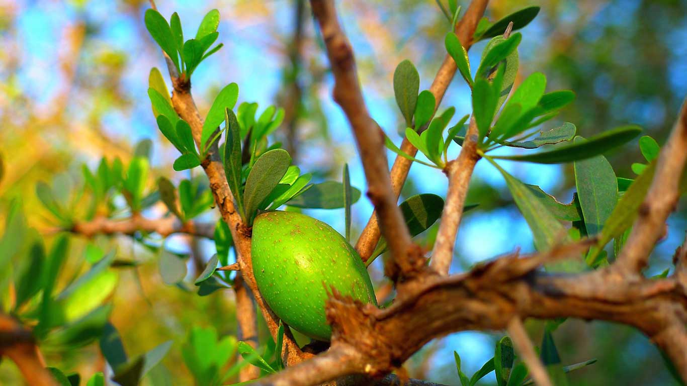 frutto di argan