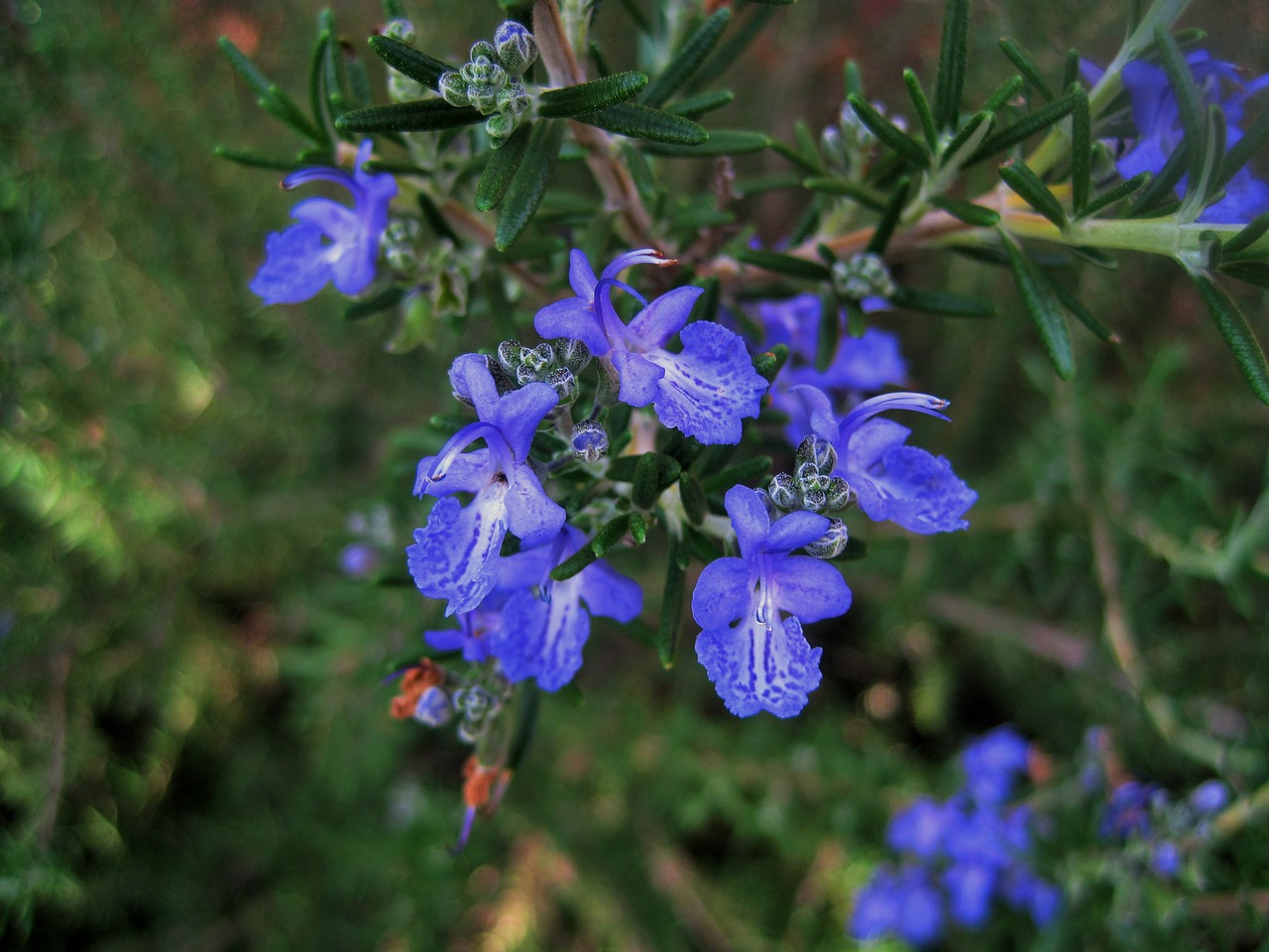 olio essenziale di rosmarino